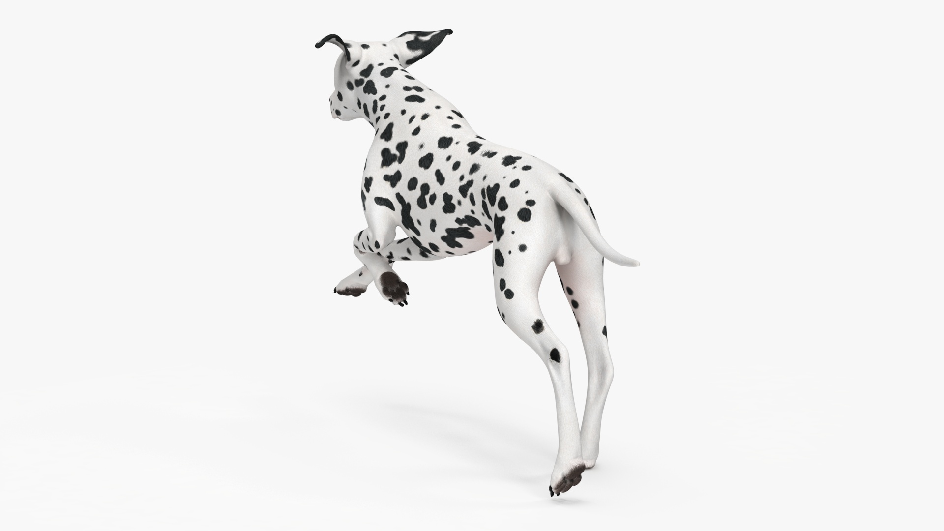 Running Spotted Dalmatian Dog 3D model