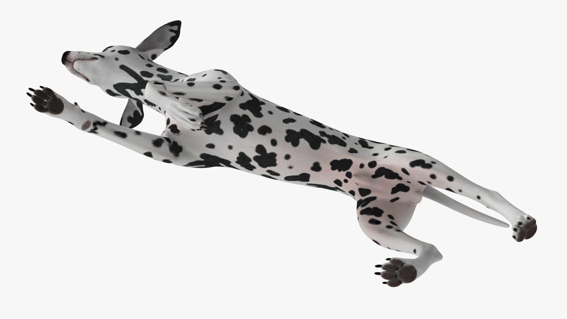 Running Spotted Dalmatian Dog 3D model