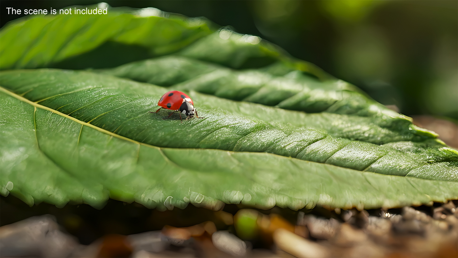 3D Realistic Ladybug Insect with Fur model