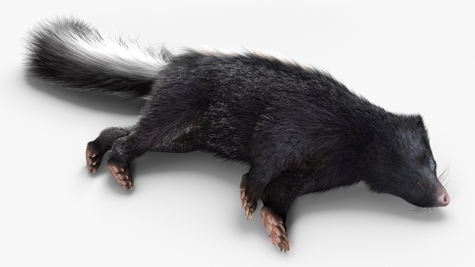 3D model Skunk Lying Fur