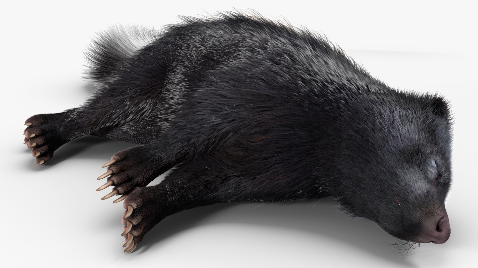 3D model Skunk Lying Fur