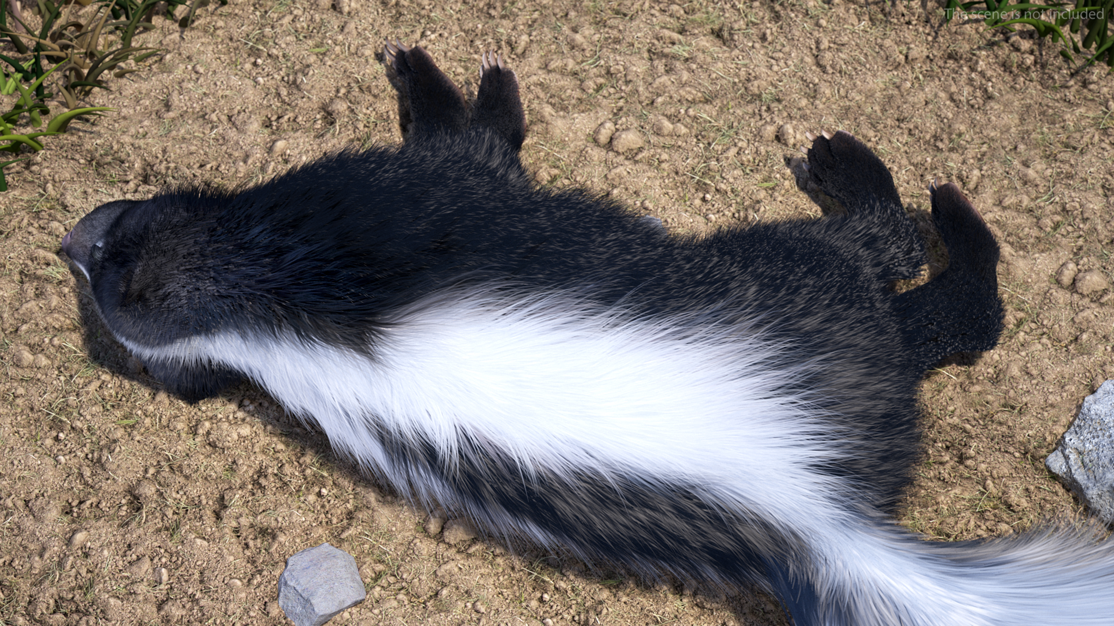 3D model Skunk Lying Fur