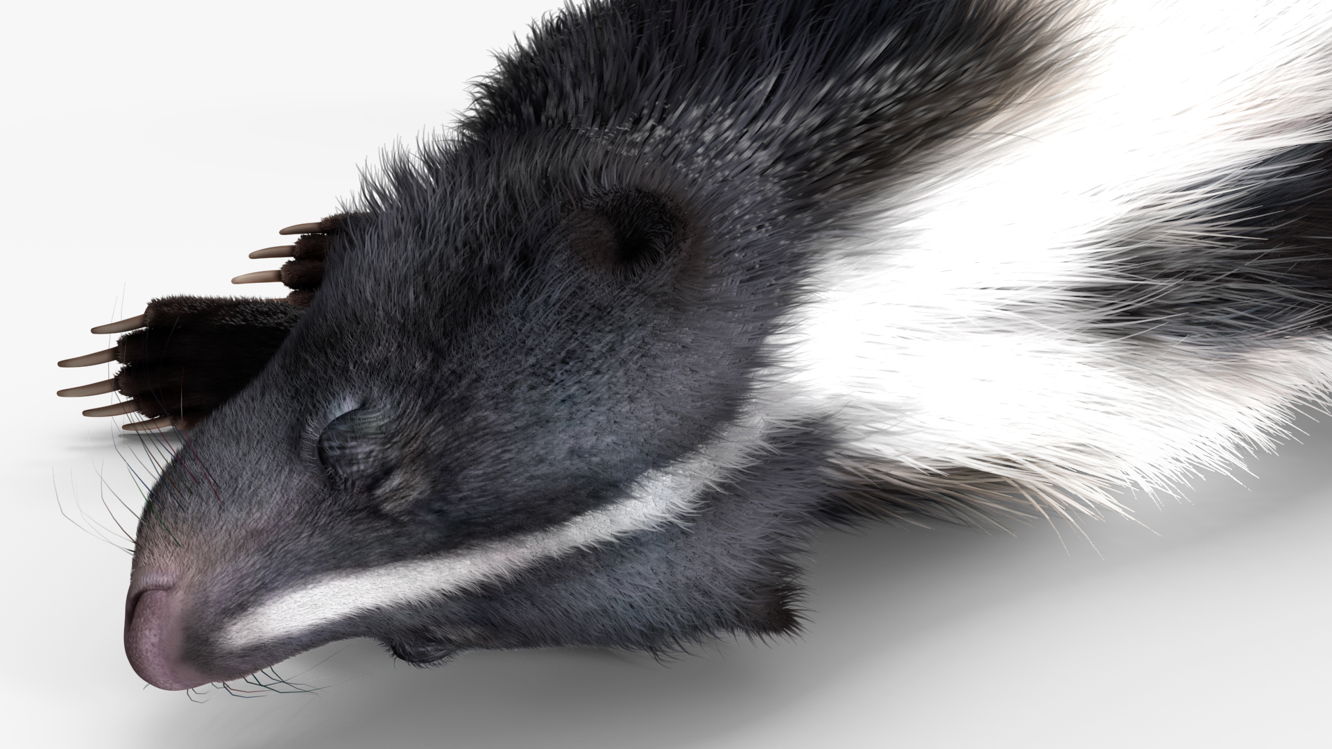 3D model Skunk Lying Fur