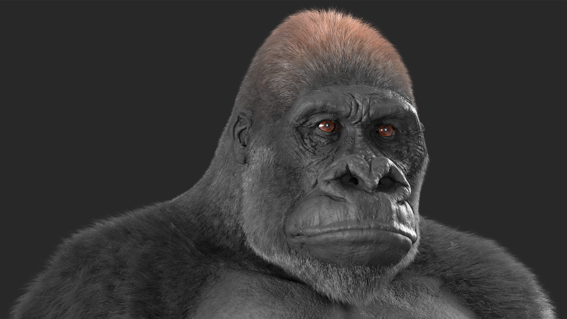 Eastern Gorilla Sitting Pose Fur 3D