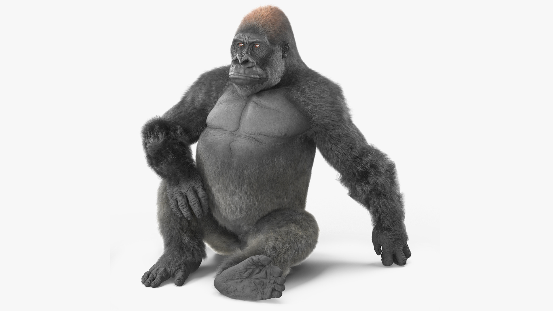 Eastern Gorilla Sitting Pose Fur 3D