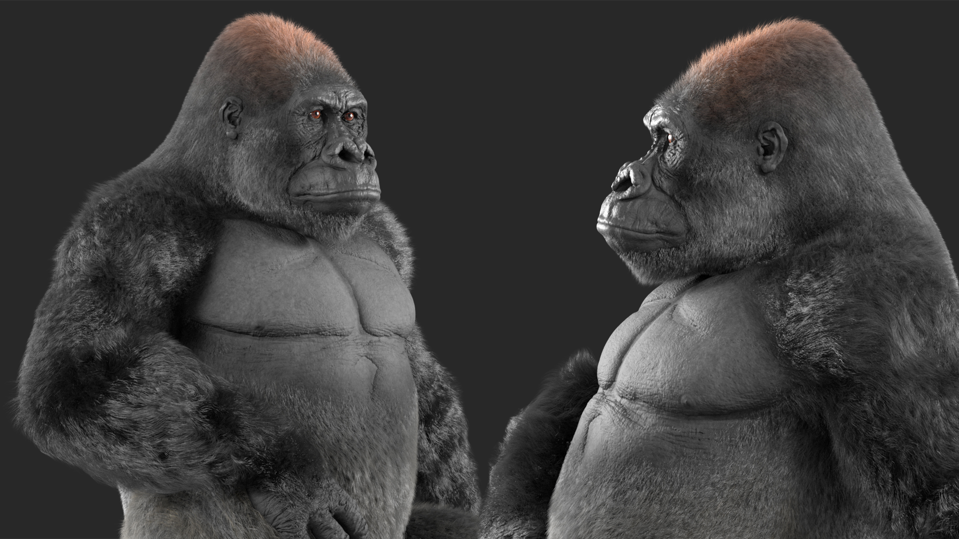 Eastern Gorilla Sitting Pose Fur 3D