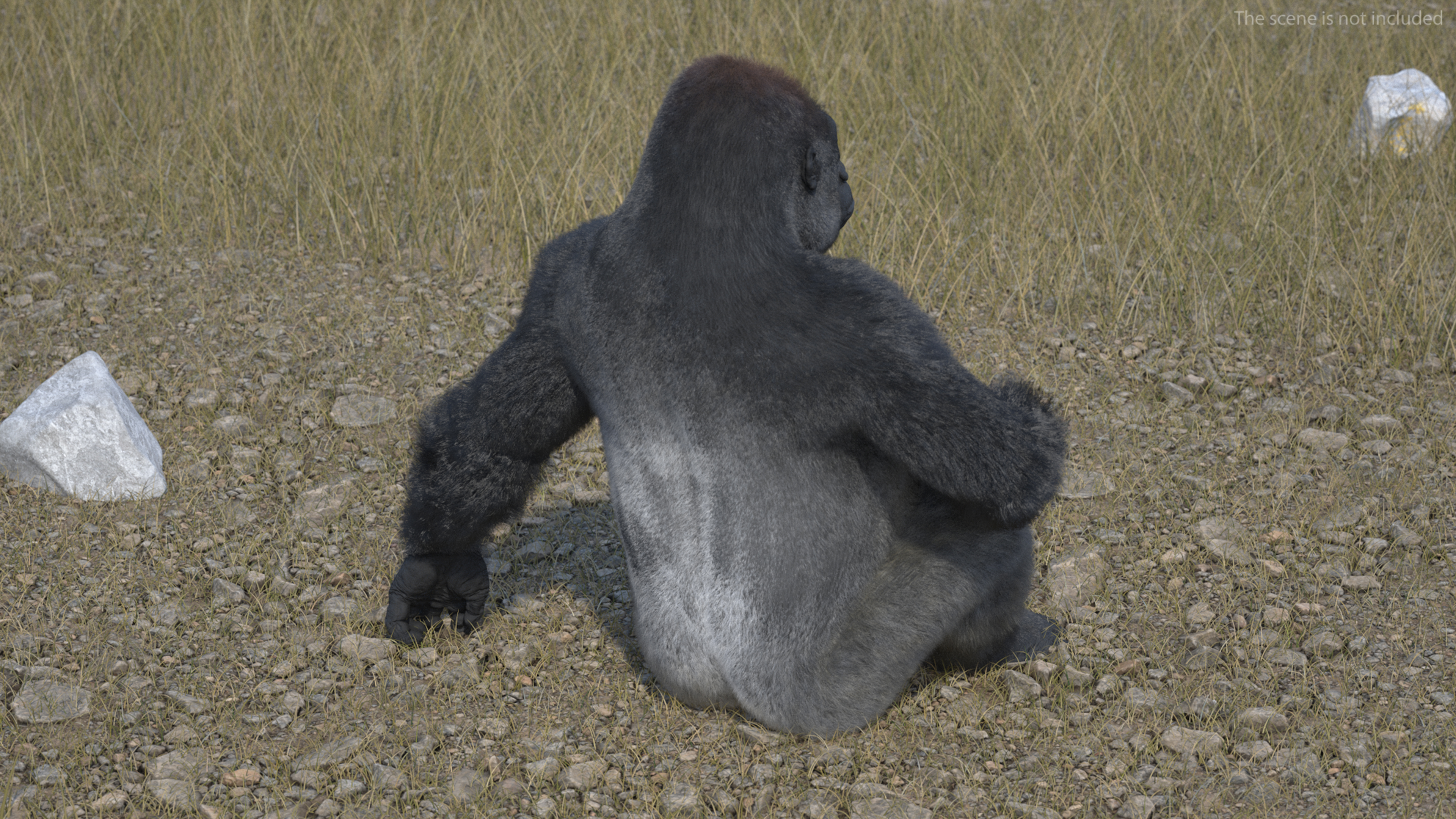 Eastern Gorilla Sitting Pose Fur 3D