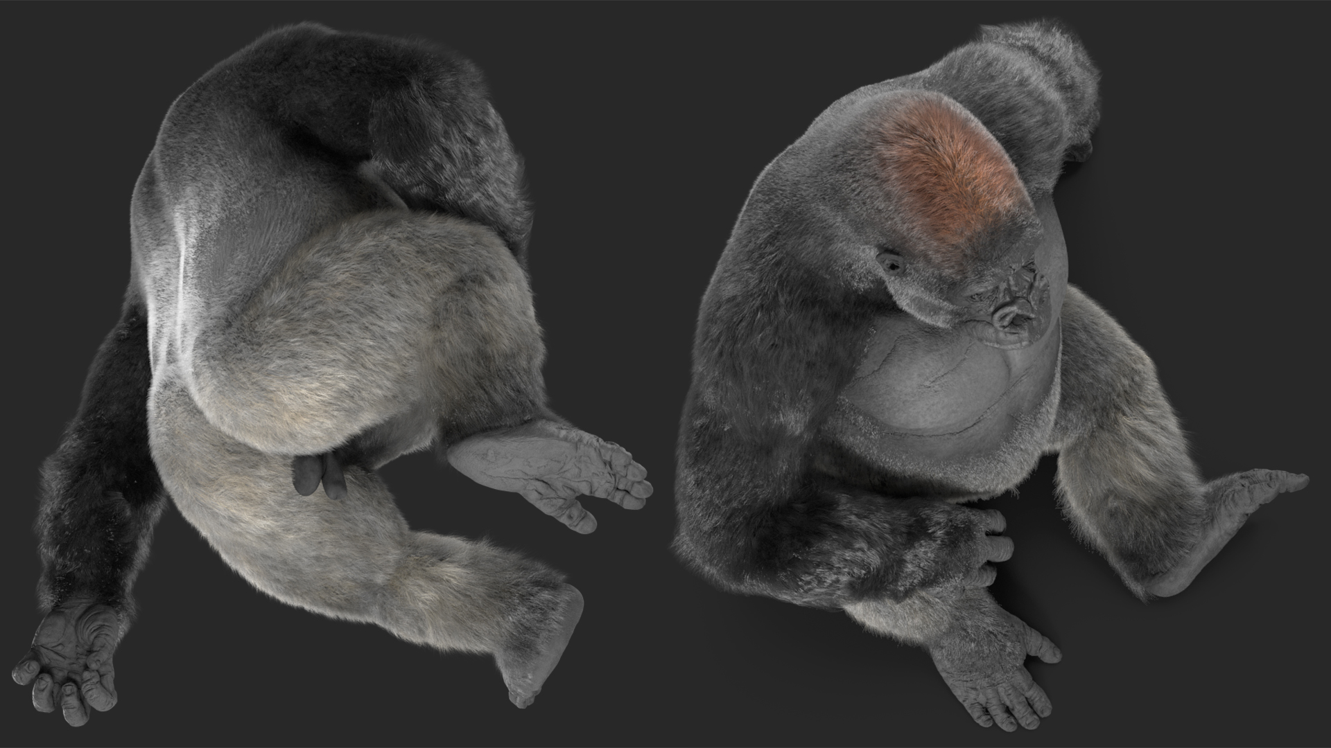 Eastern Gorilla Sitting Pose Fur 3D