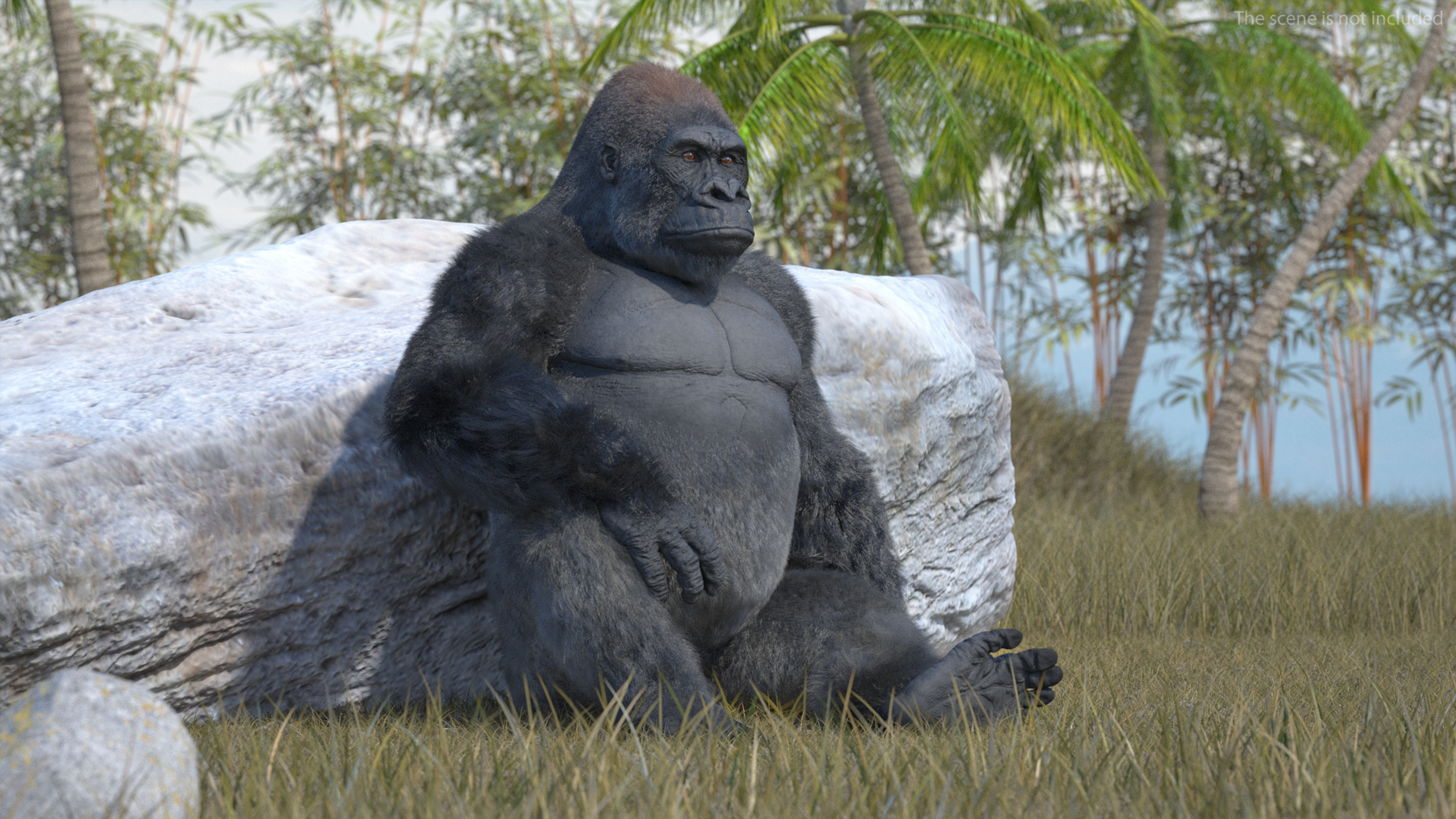 Eastern Gorilla Sitting Pose Fur 3D