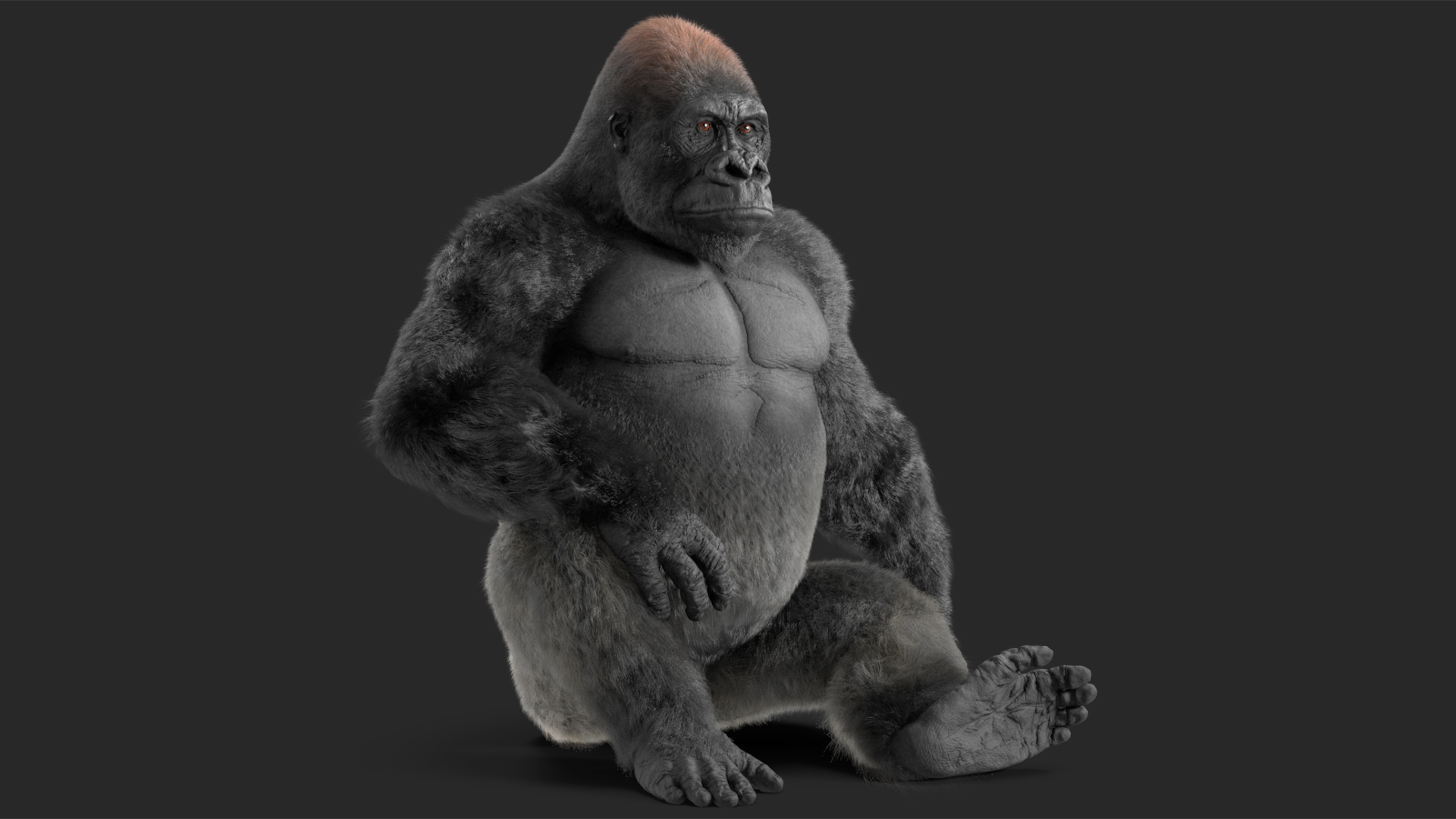 Eastern Gorilla Sitting Pose Fur 3D