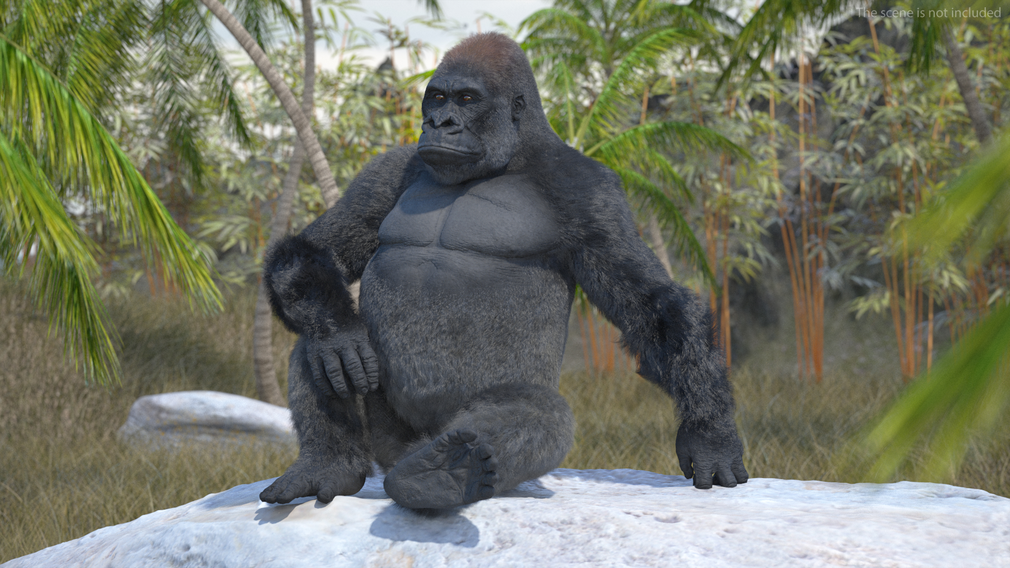 Eastern Gorilla Sitting Pose Fur 3D