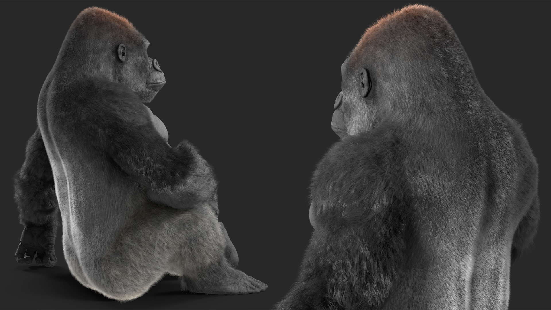 Eastern Gorilla Sitting Pose Fur 3D