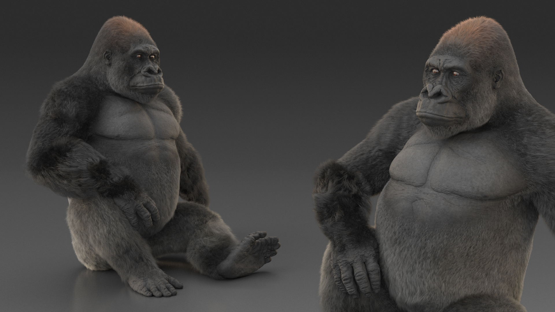 Eastern Gorilla Sitting Pose Fur 3D