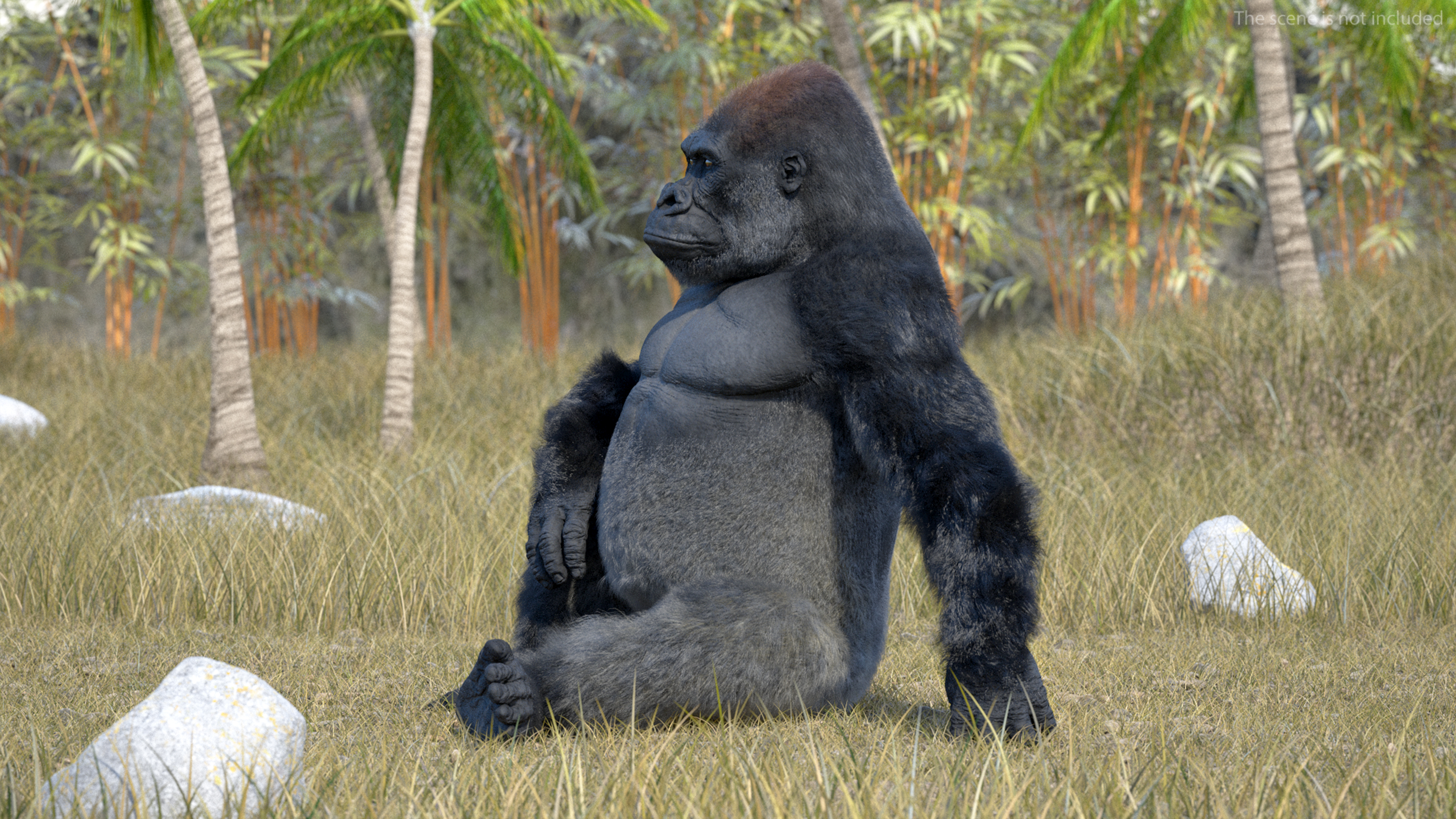 Eastern Gorilla Sitting Pose Fur 3D