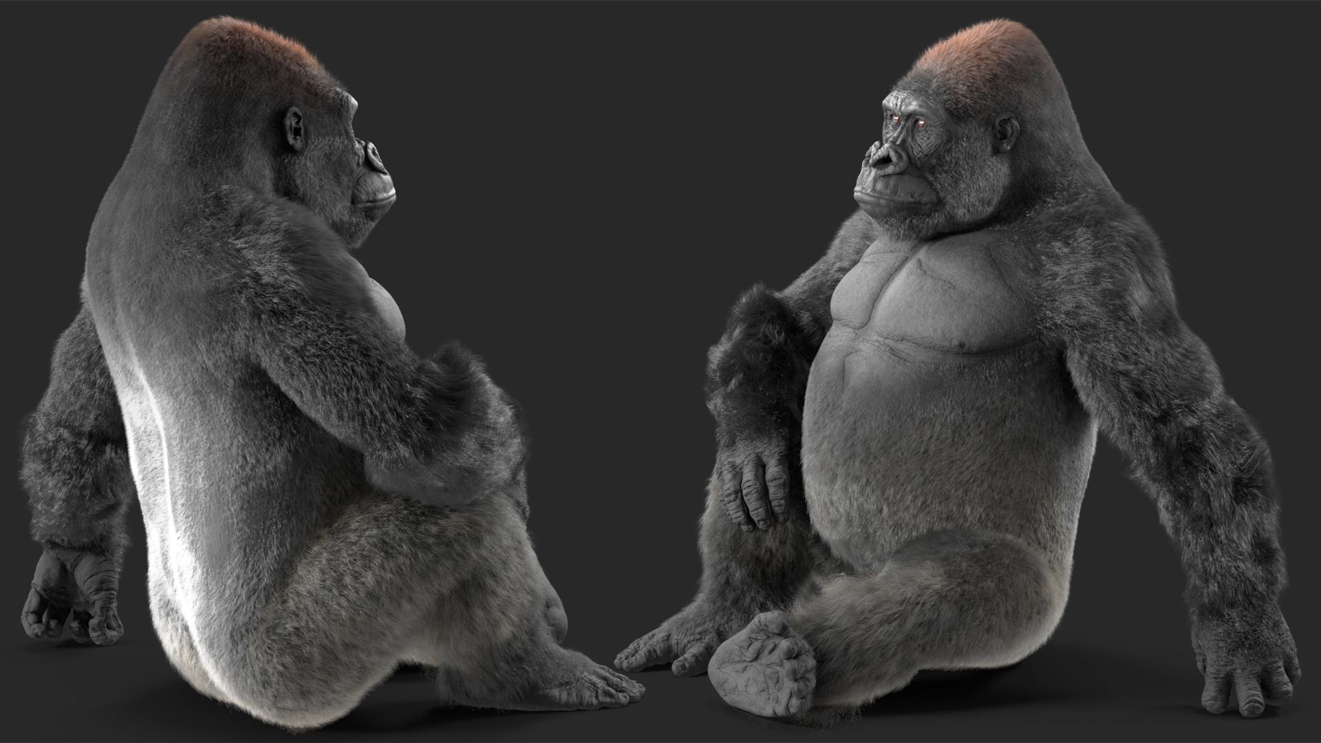 Eastern Gorilla Sitting Pose Fur 3D