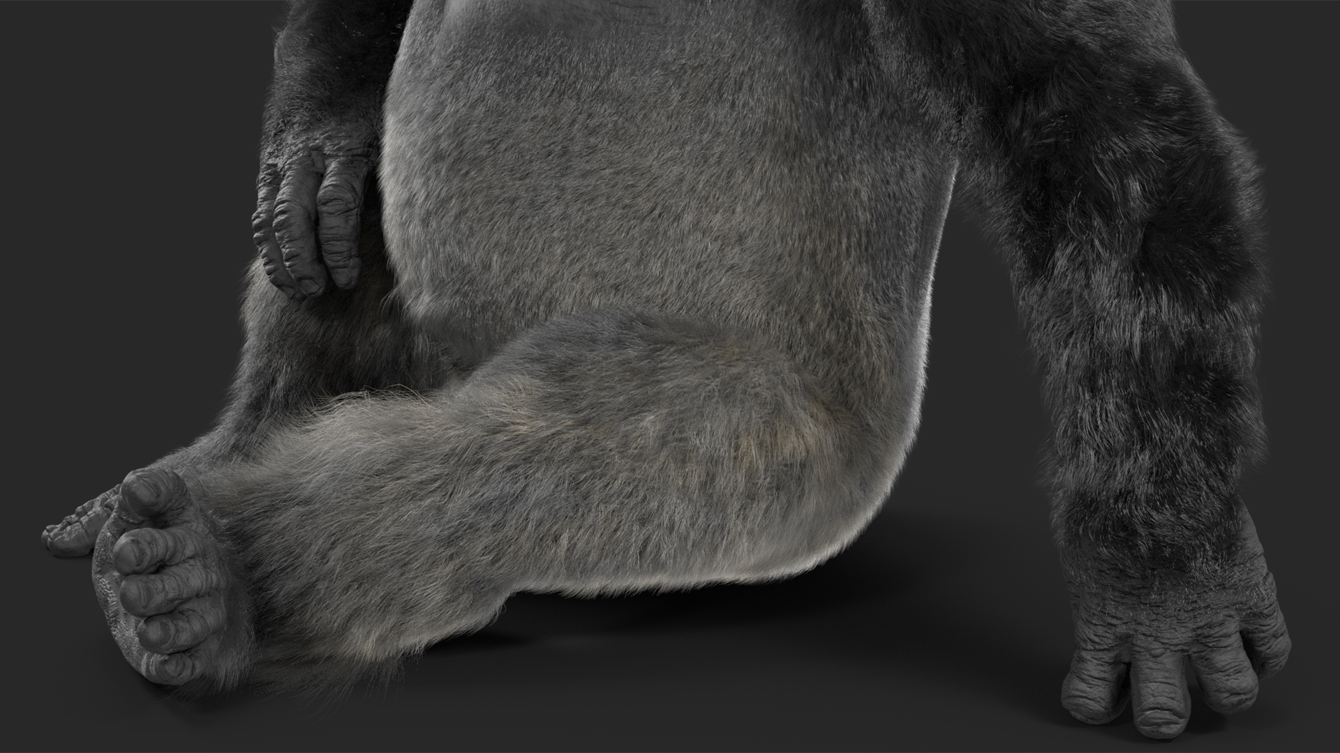 Eastern Gorilla Sitting Pose Fur 3D