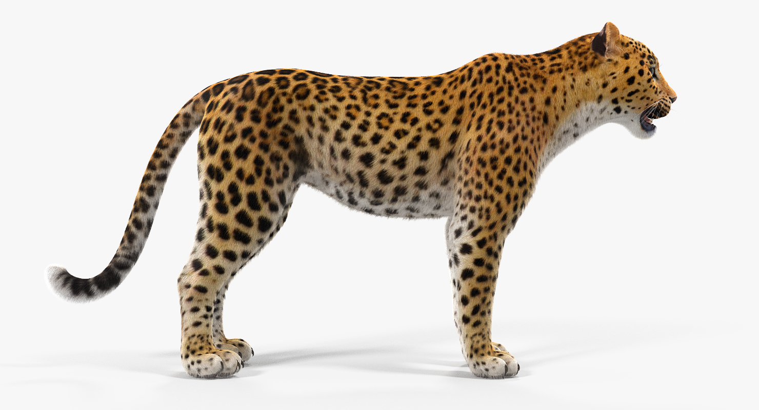 3D Leopard Rigged with Fur model