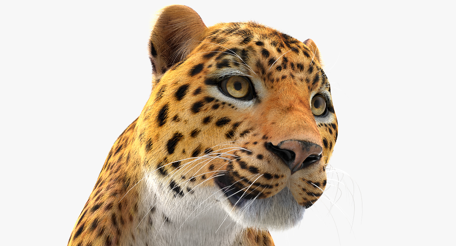 3D Leopard Rigged with Fur model