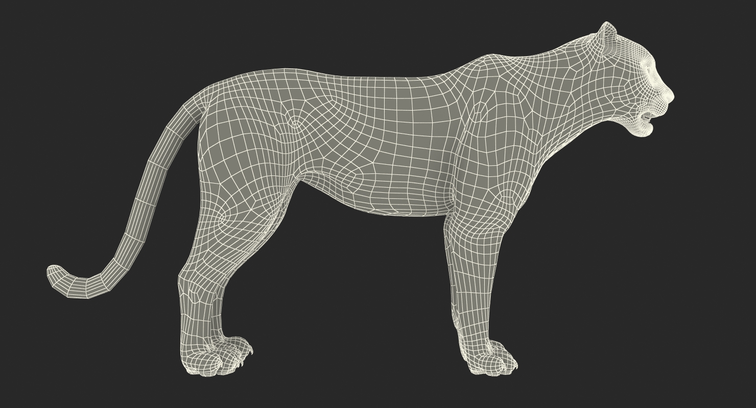 3D Leopard Rigged with Fur model