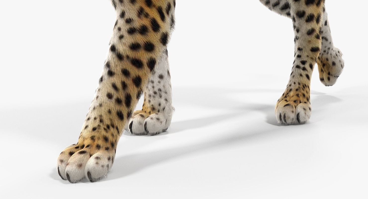 3D Leopard Rigged with Fur model