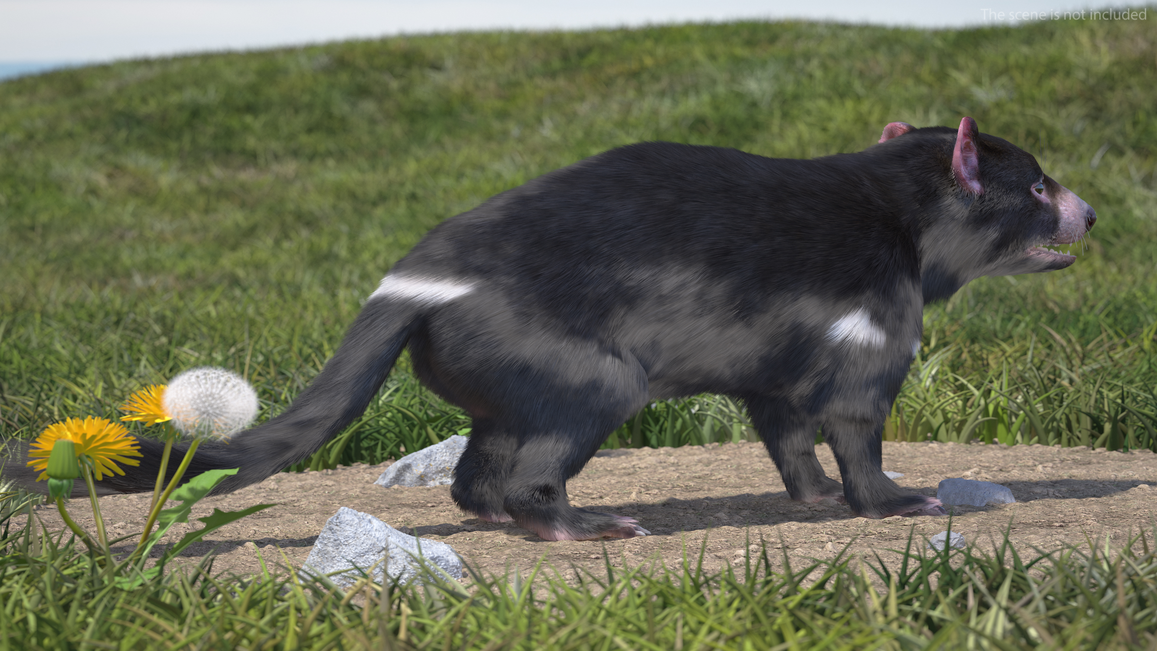 Tasmanian Devil Fur 3D model