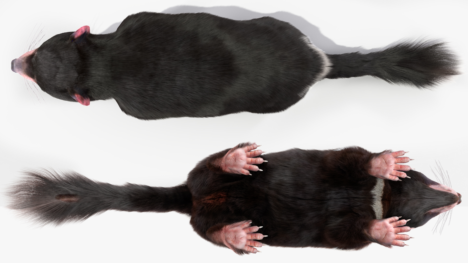 Tasmanian Devil Fur 3D model