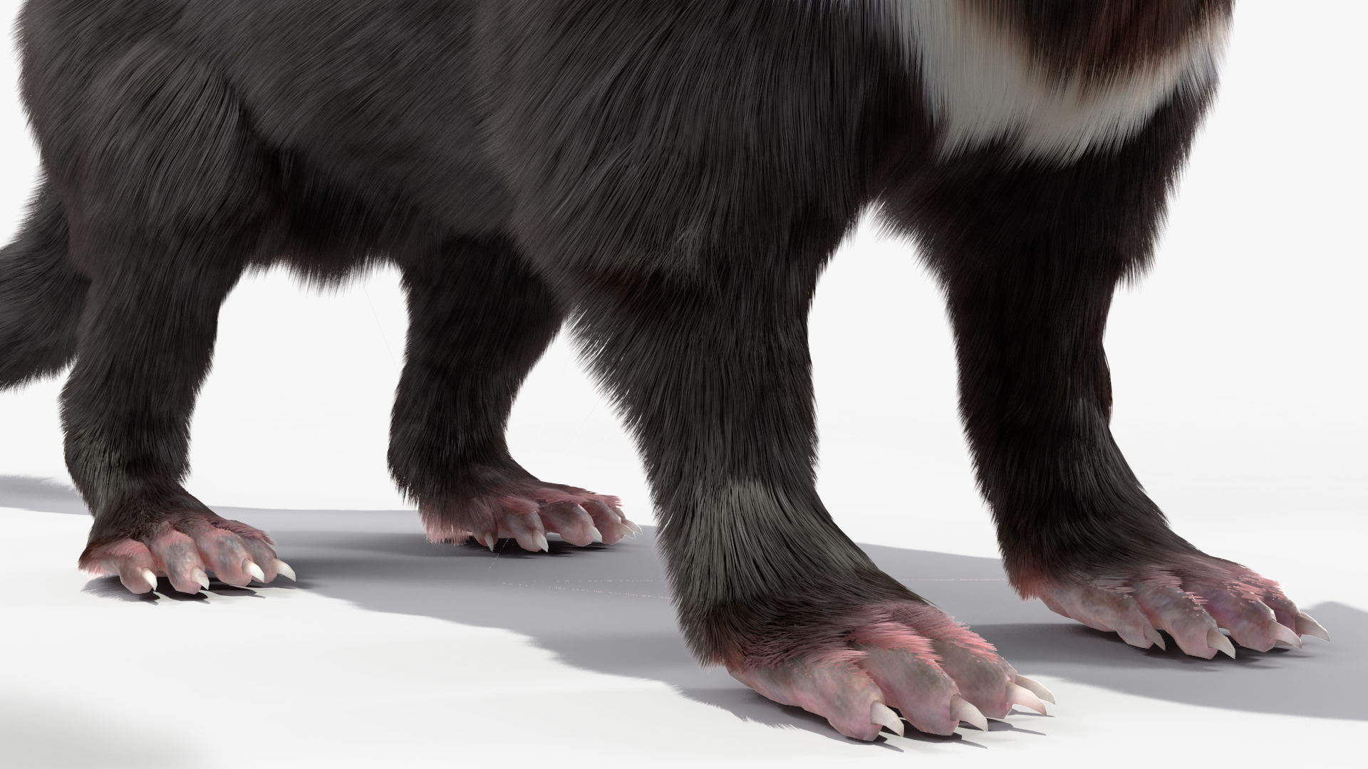 Tasmanian Devil Fur 3D model