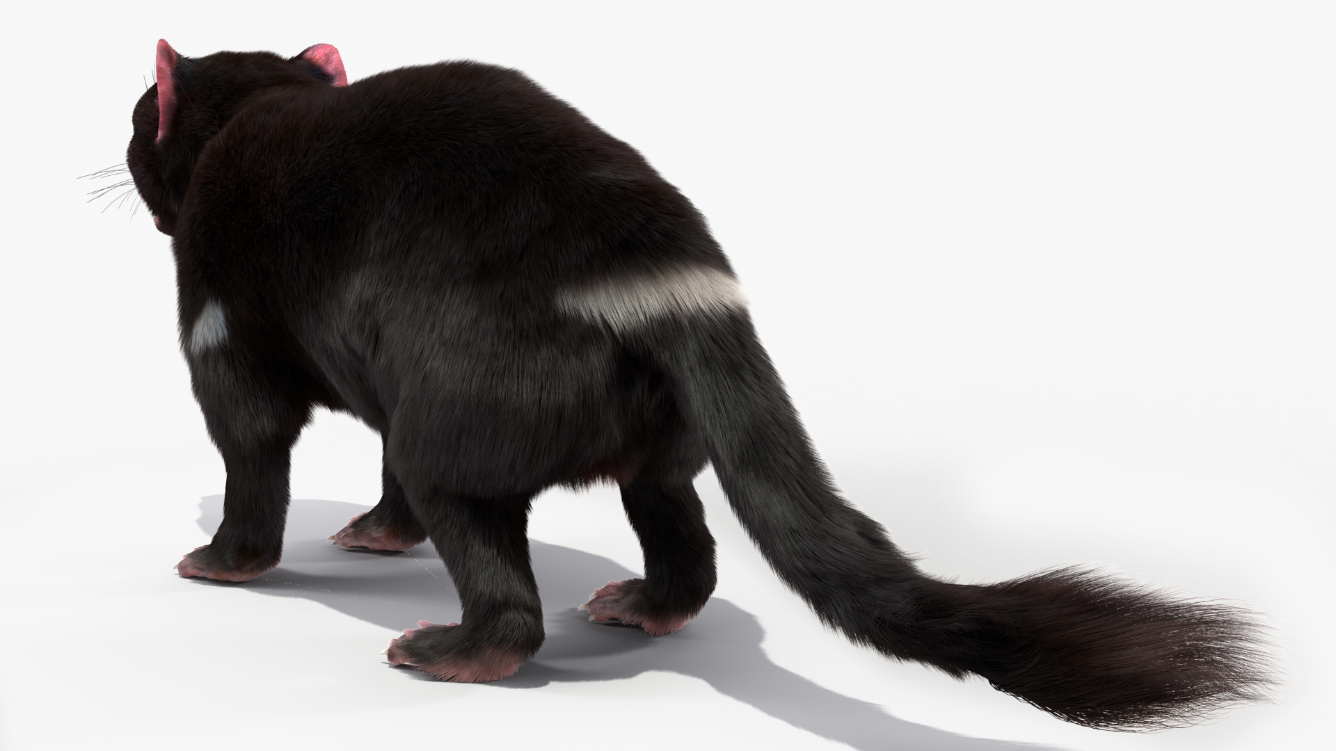 Tasmanian Devil Fur 3D model