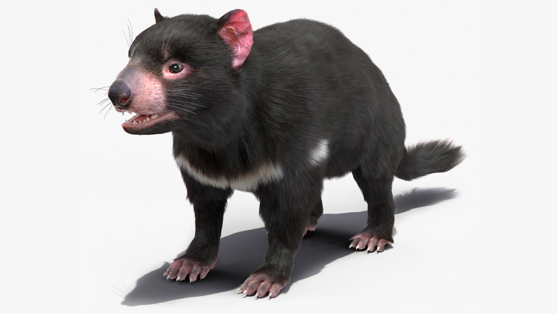 Tasmanian Devil Fur 3D model