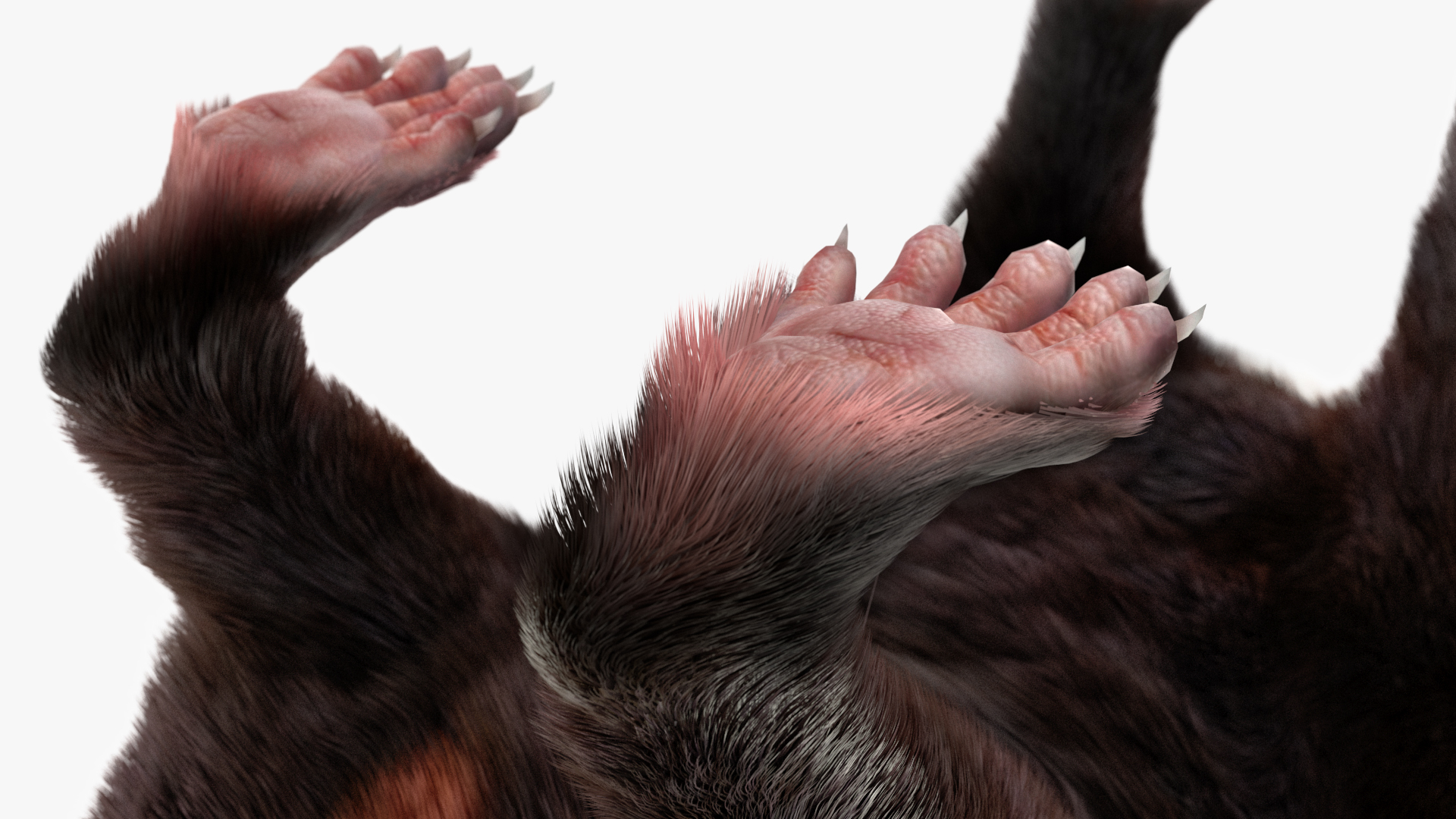 Tasmanian Devil Fur 3D model