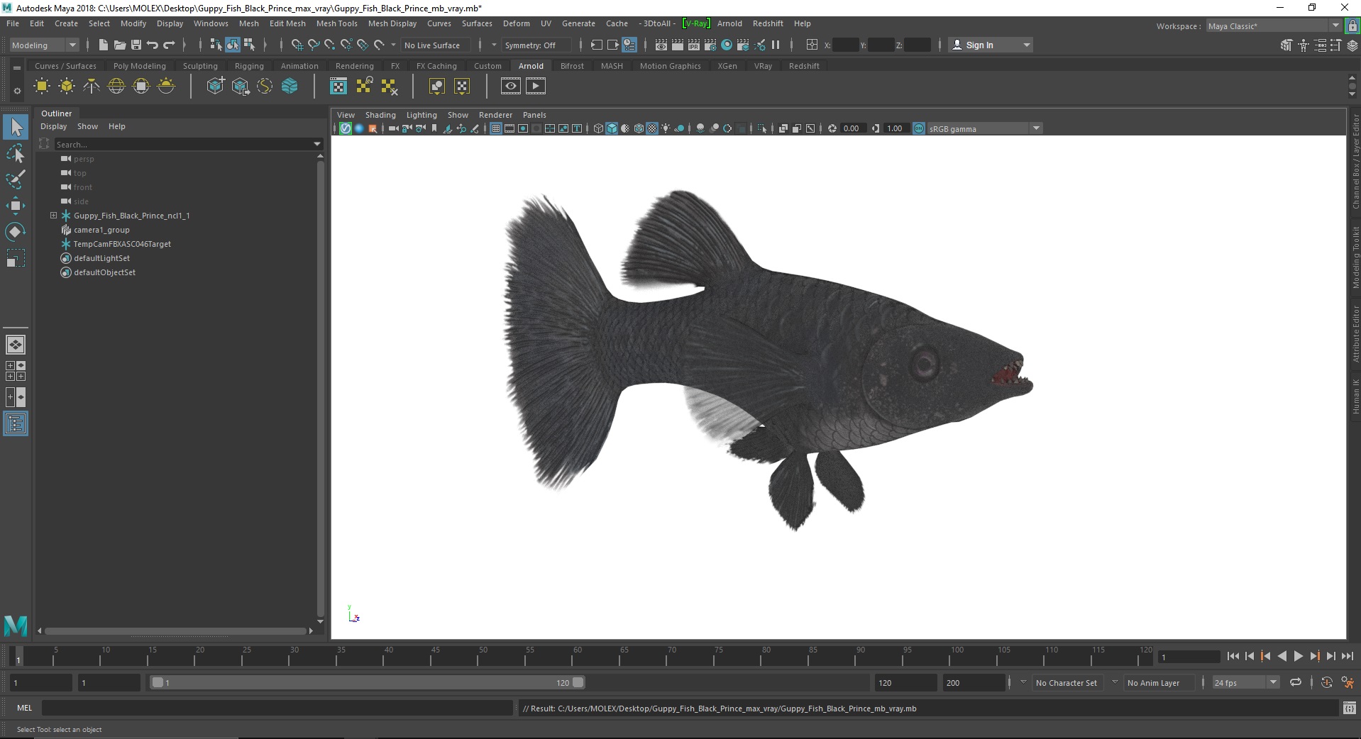 3D Guppy Fish Black Prince model