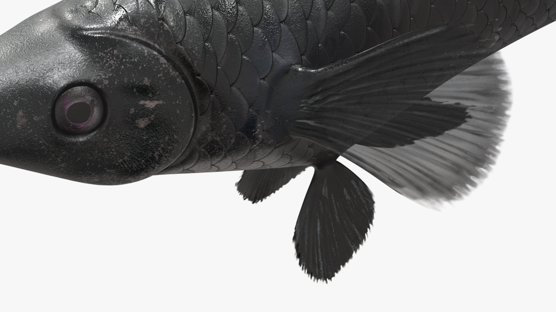 3D Guppy Fish Black Prince model