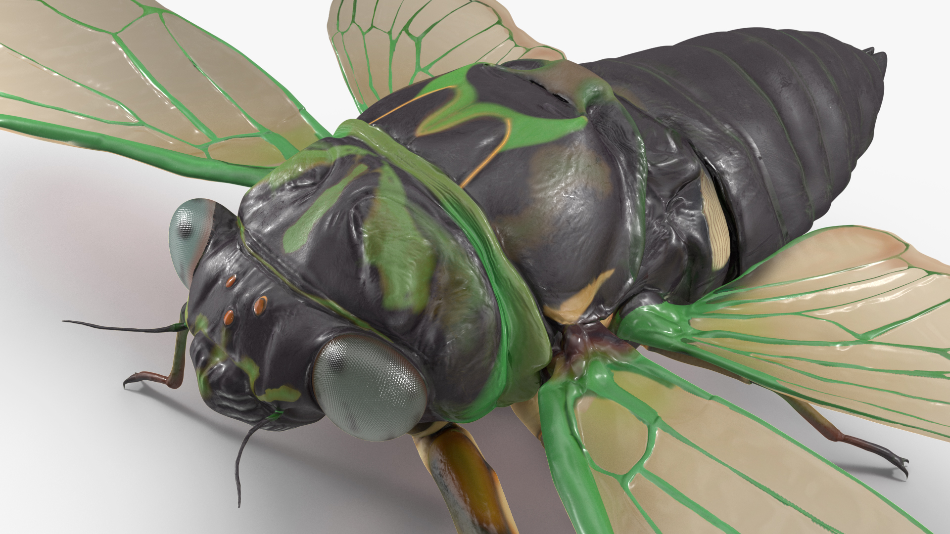 3D Cicada Rigged model