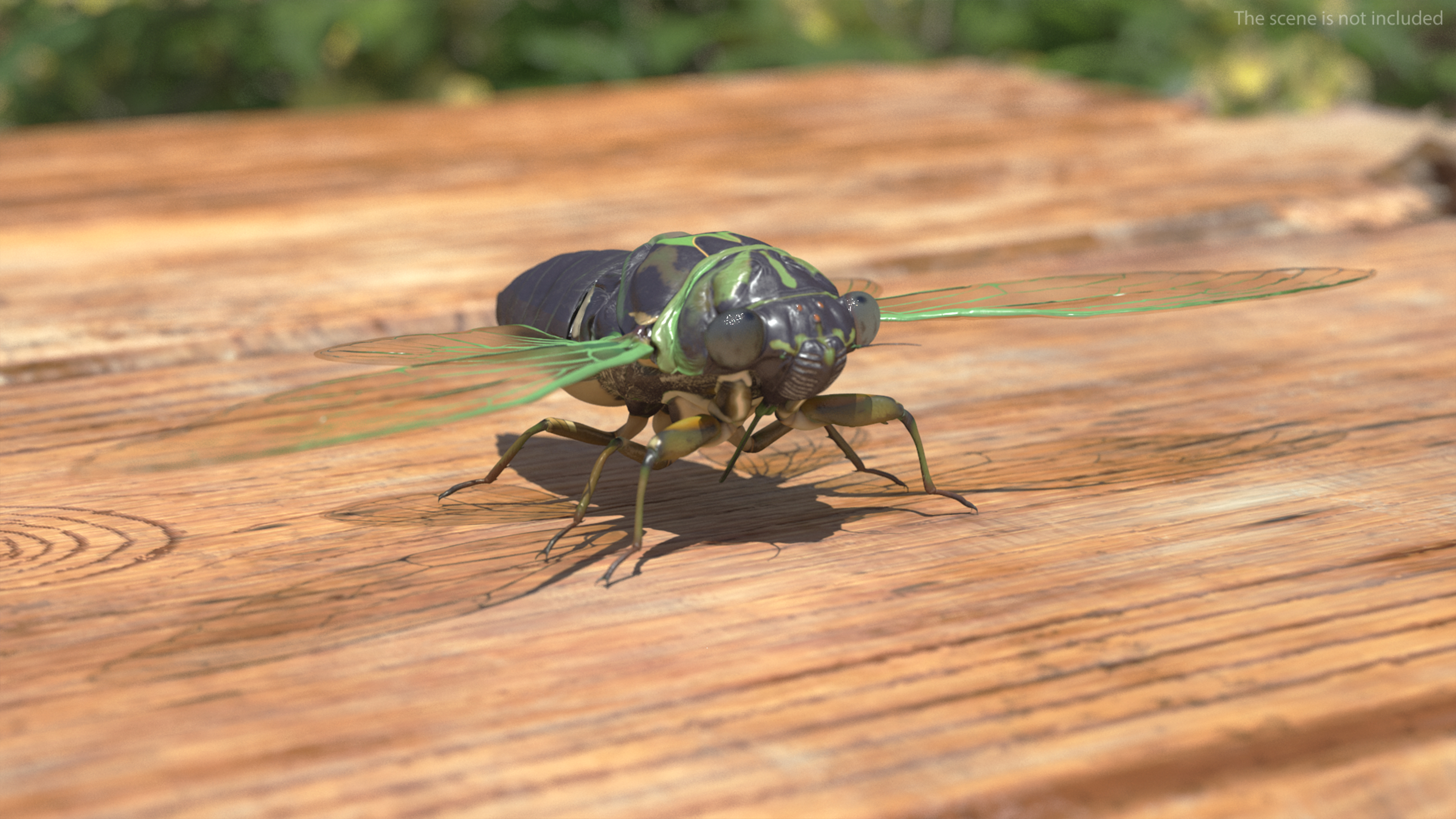 3D Cicada Rigged model