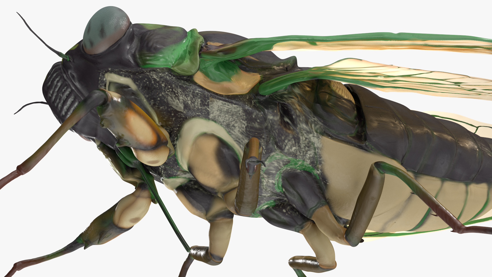 3D Cicada Rigged model