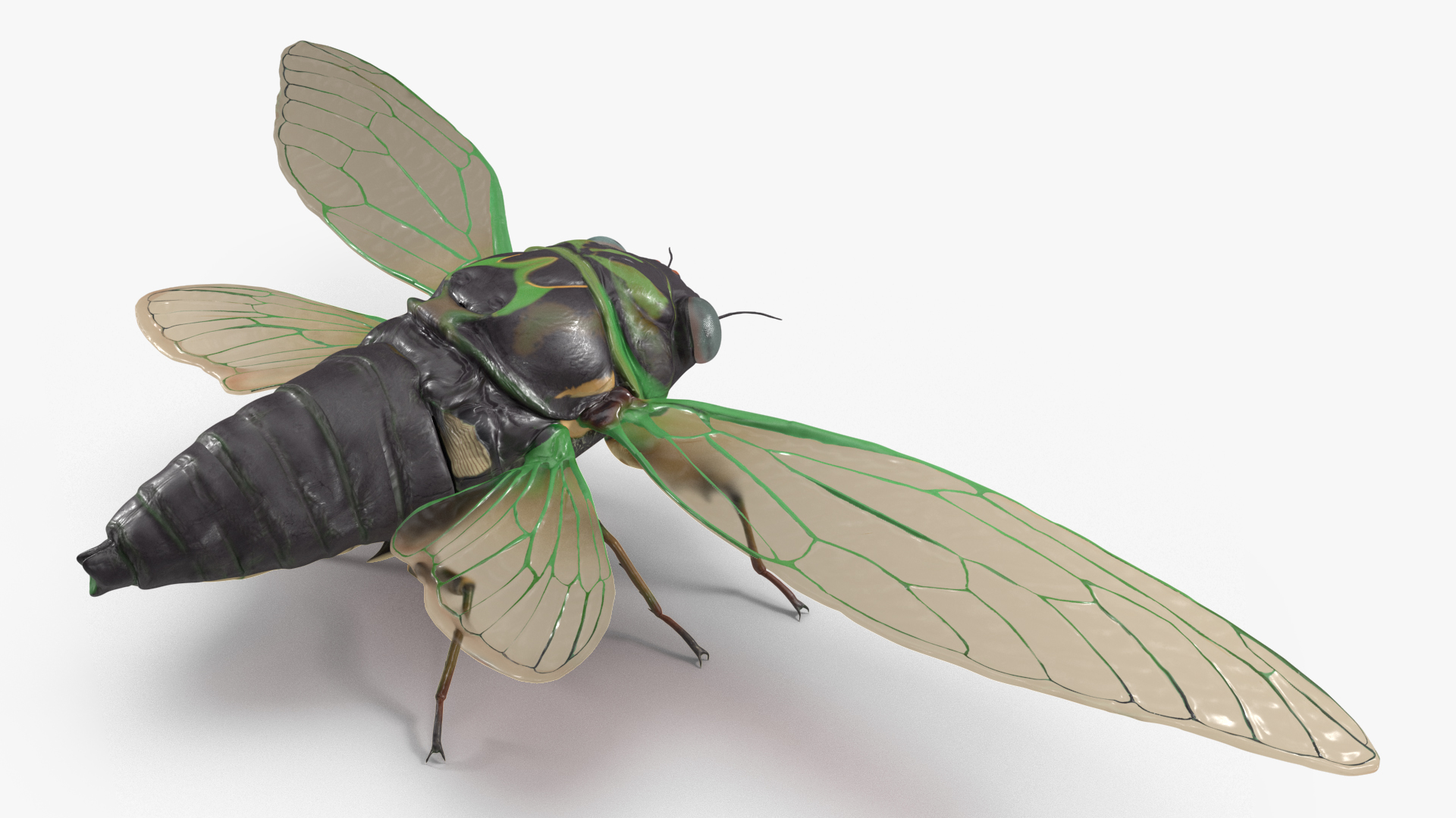 3D Cicada Rigged model