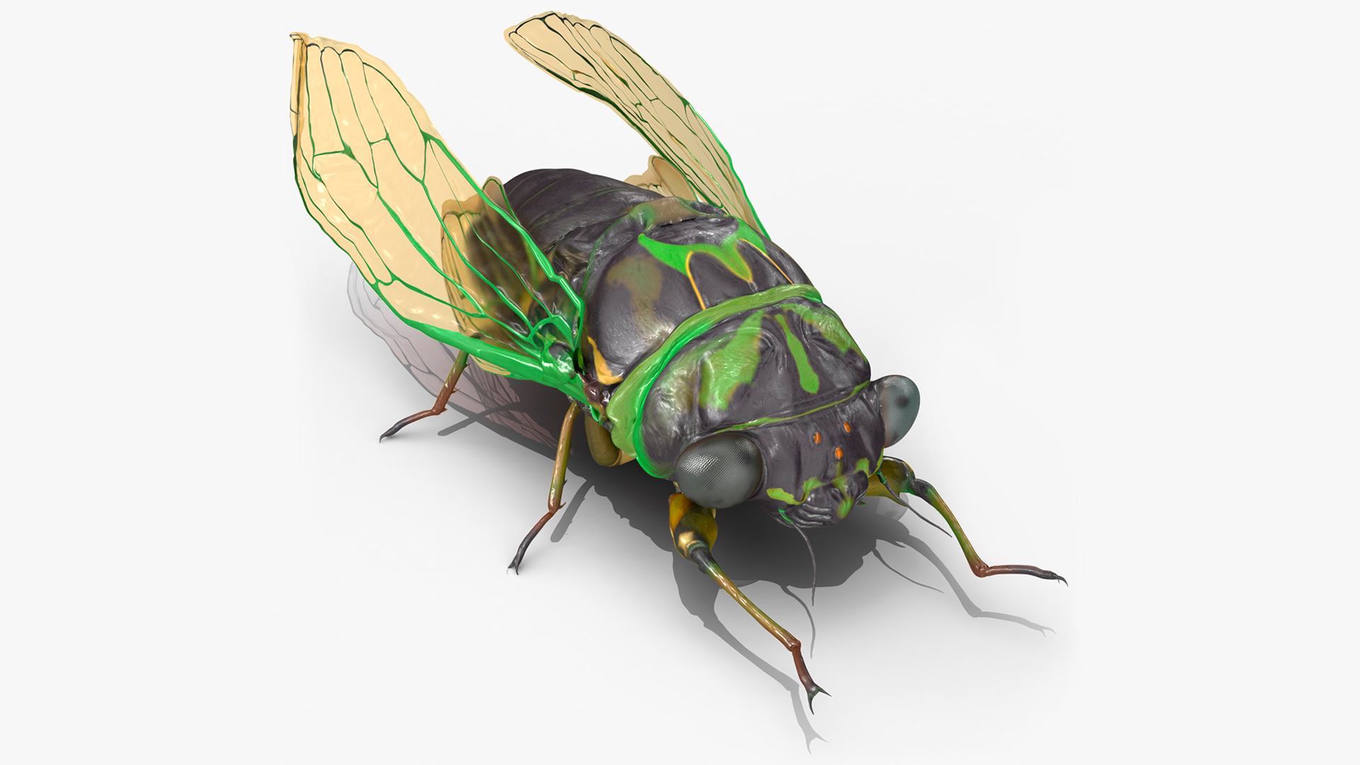 3D Cicada Rigged model