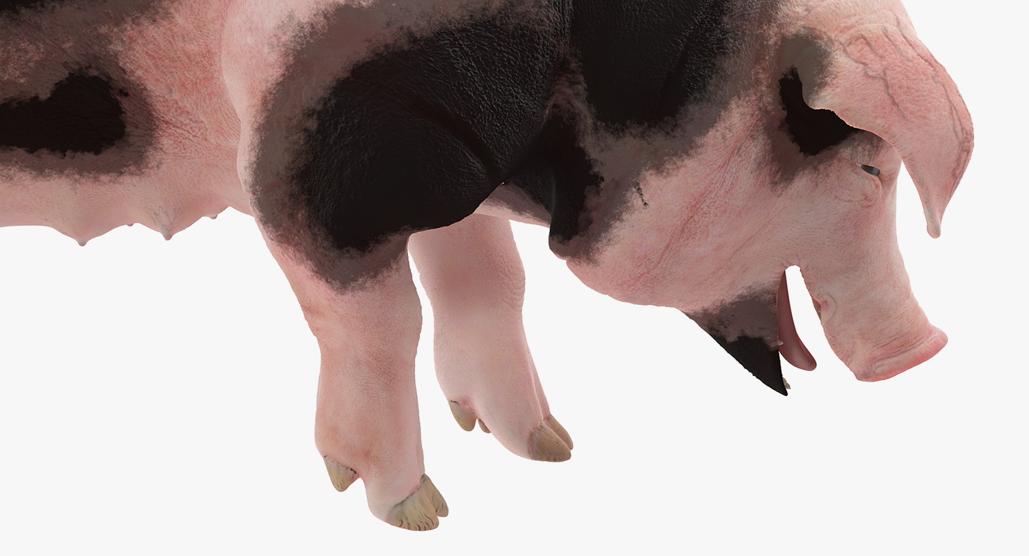 3D model Pig Sow Peitrain Standing Pose