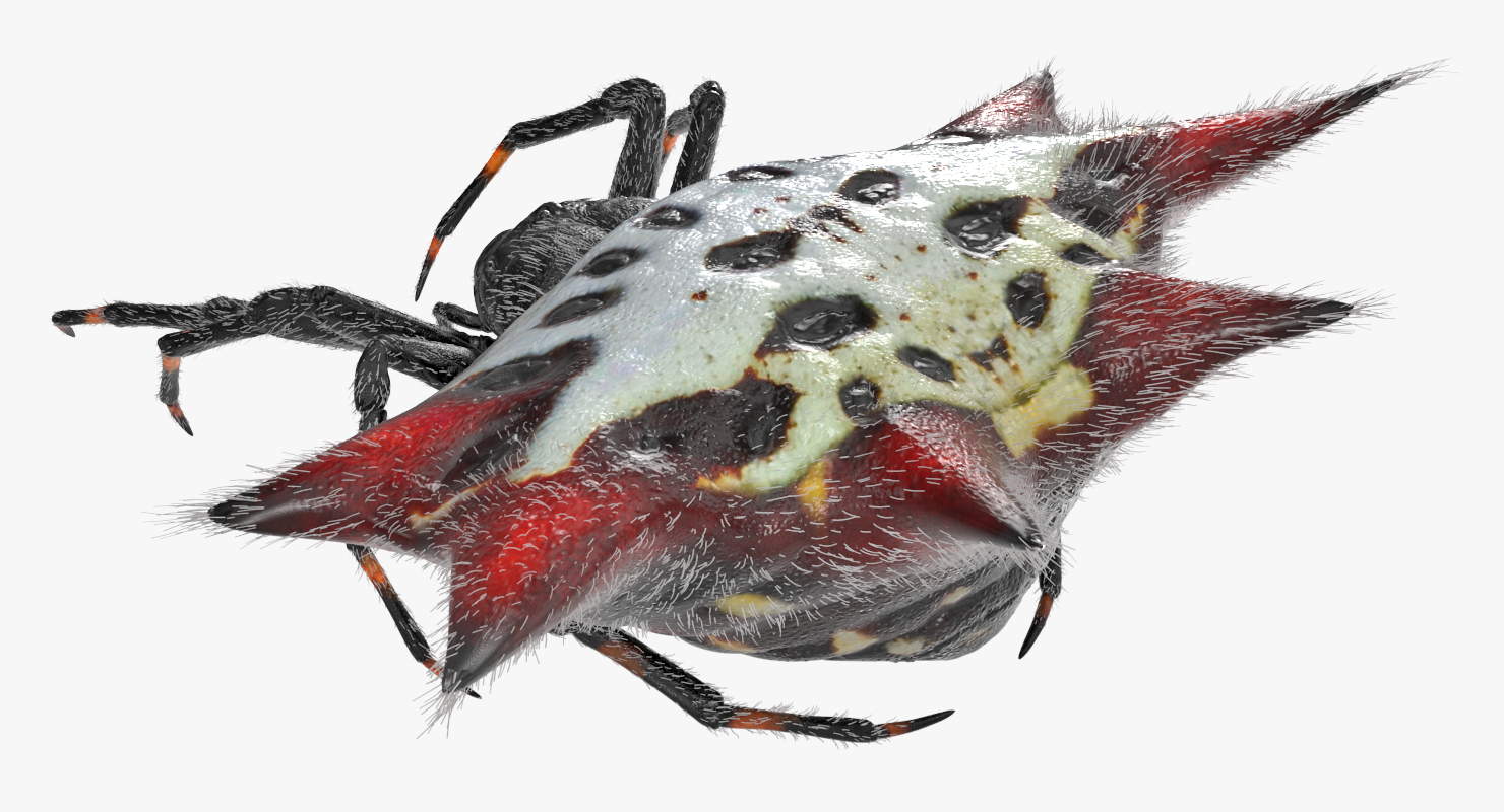 Gasteracantha Spider Walking Pose with Fur 3D