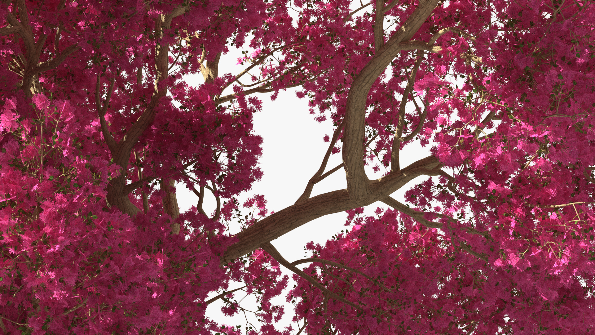 3D model Tabebuia Avellanedae Tree