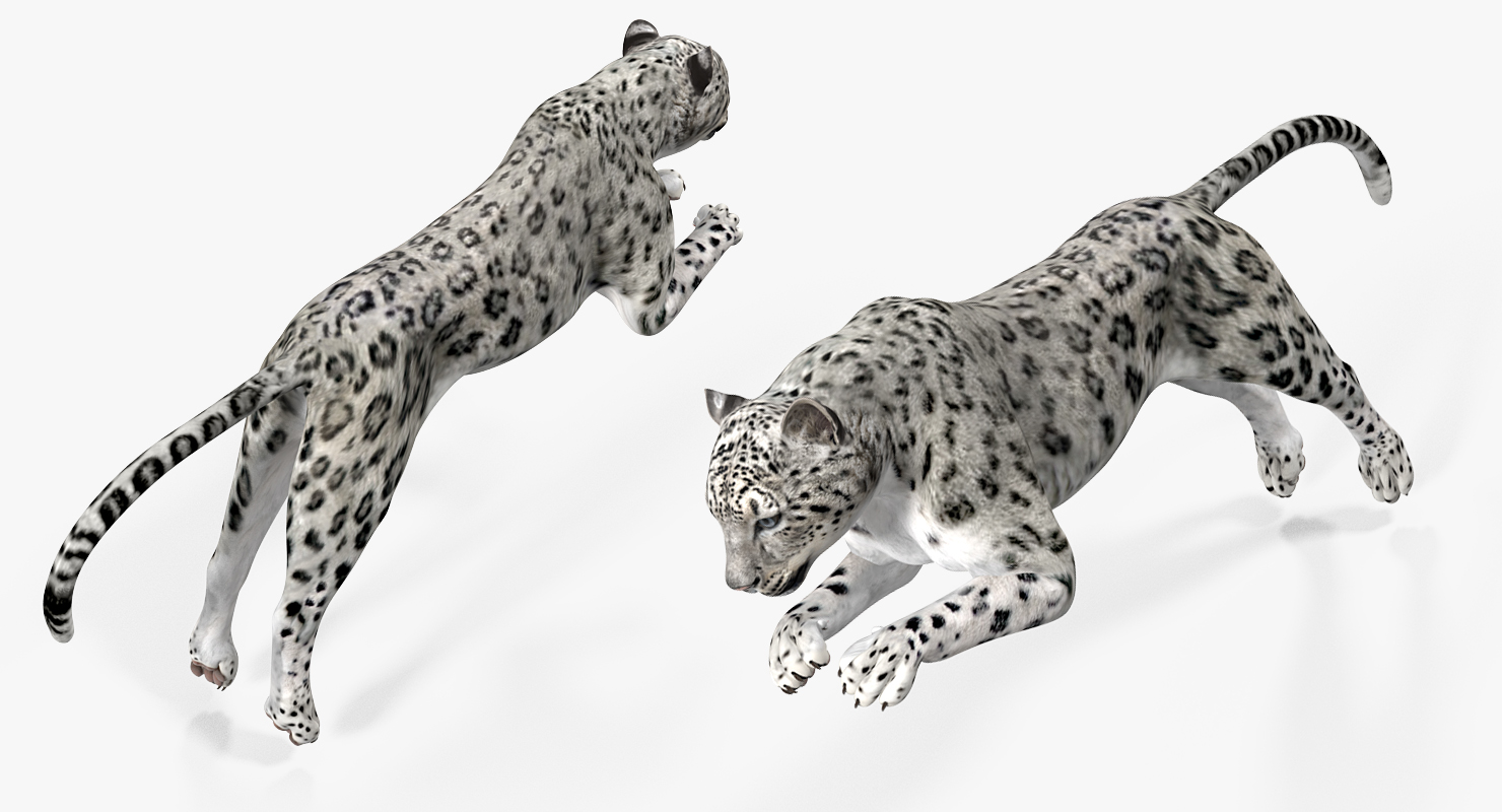 Snow Leopard Rigged 3D model