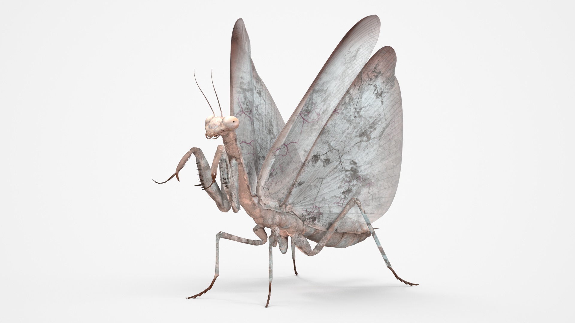 3D model Praying Mantis Insect Fur