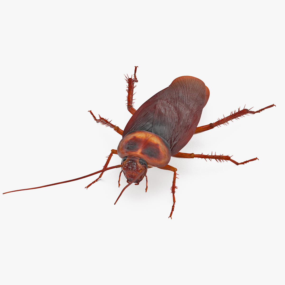 3D Animated Cockroach Spinning Rigged for Maya model