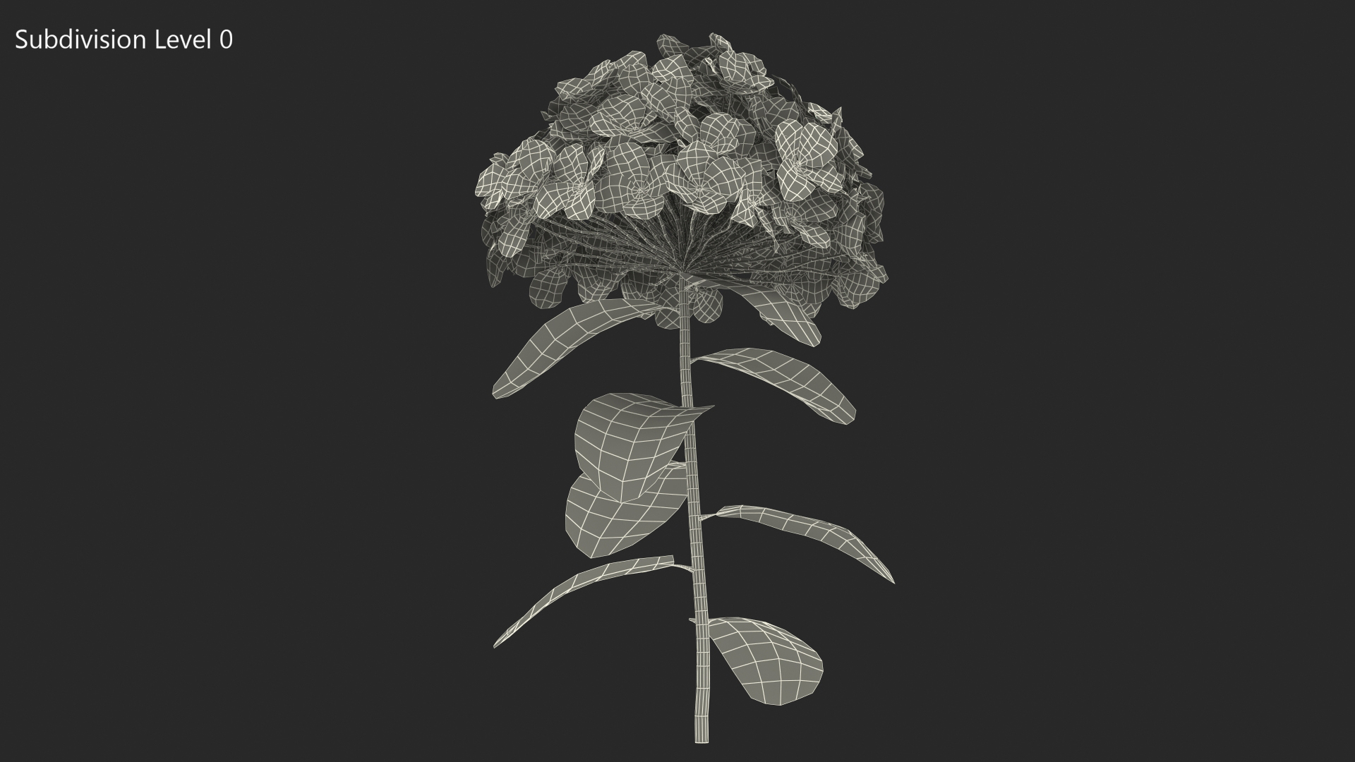 White Hydrangea Flower Branch 3D model