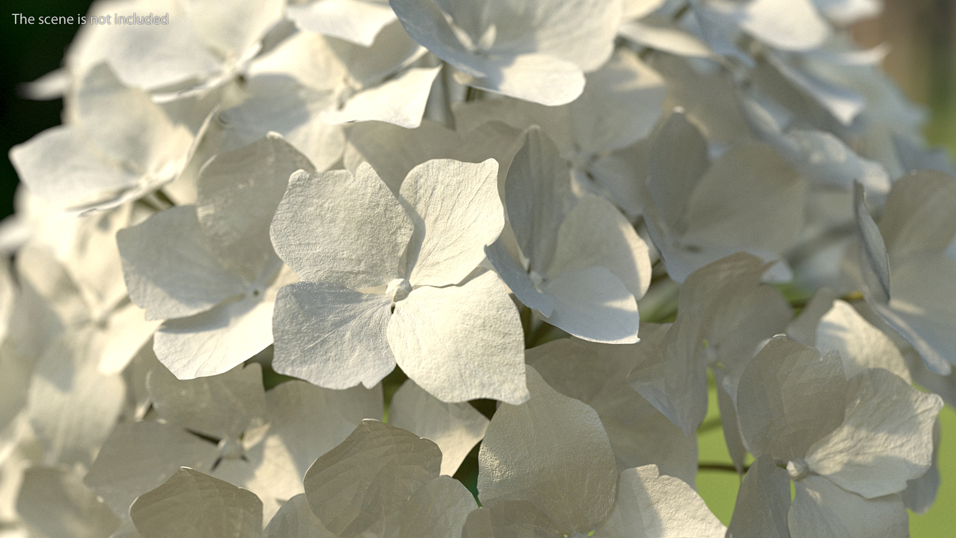 White Hydrangea Flower Branch 3D model