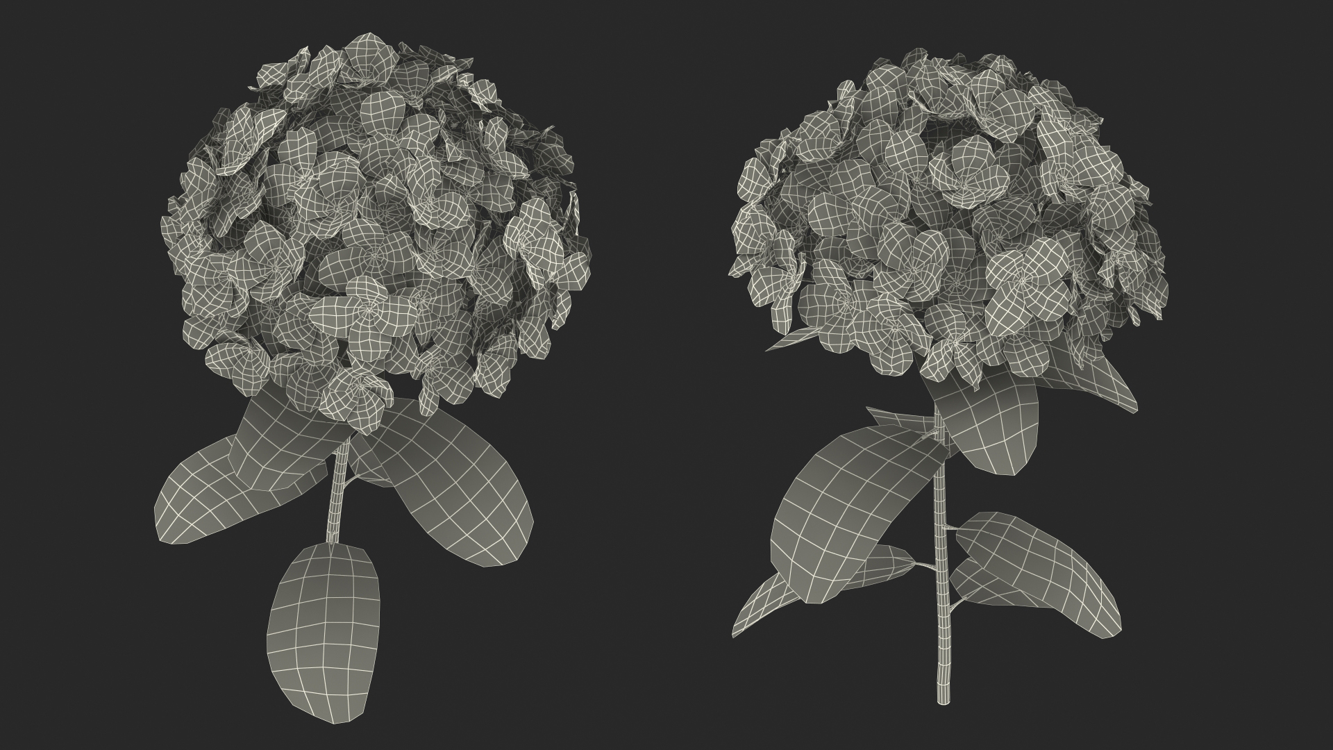 White Hydrangea Flower Branch 3D model