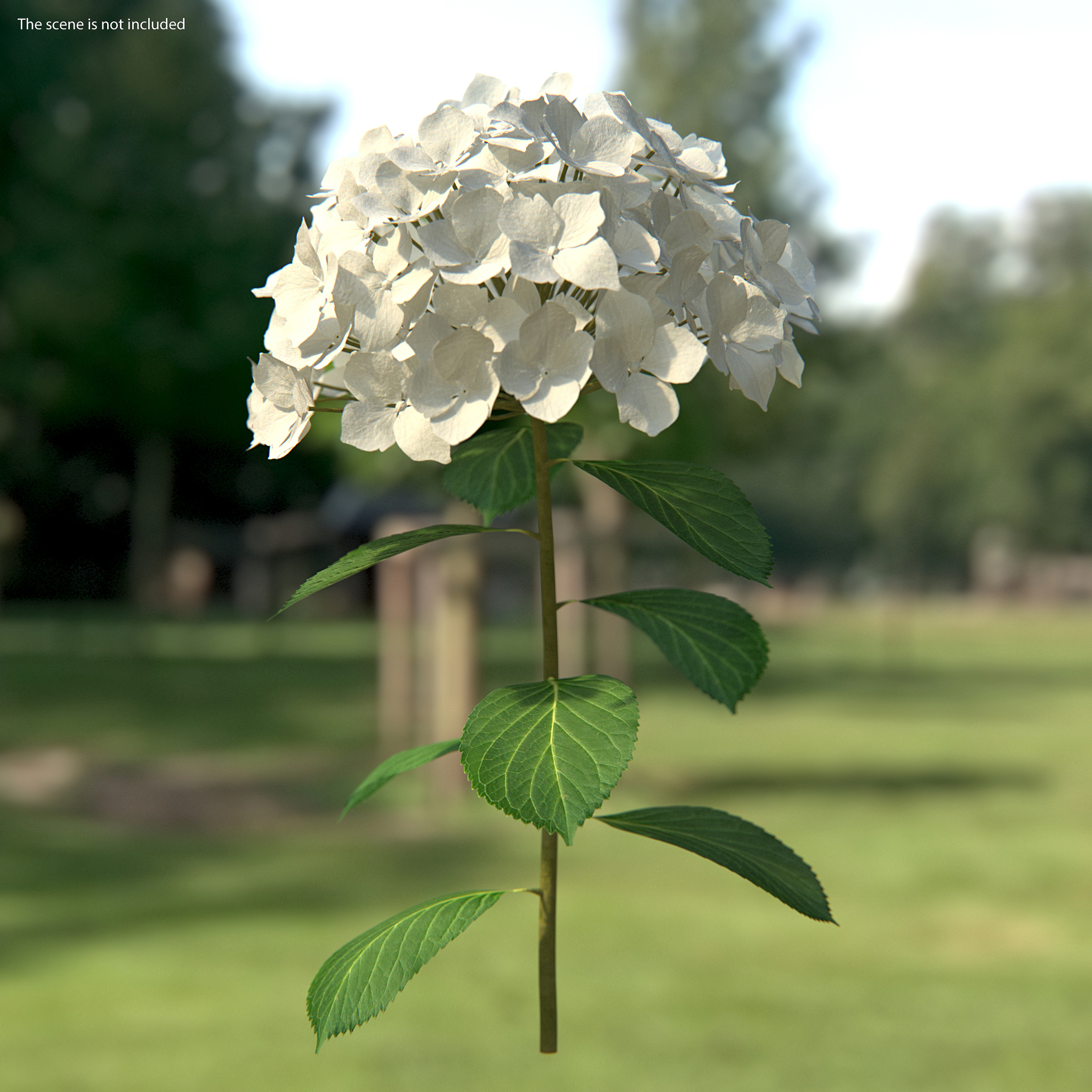 White Hydrangea Flower Branch 3D model