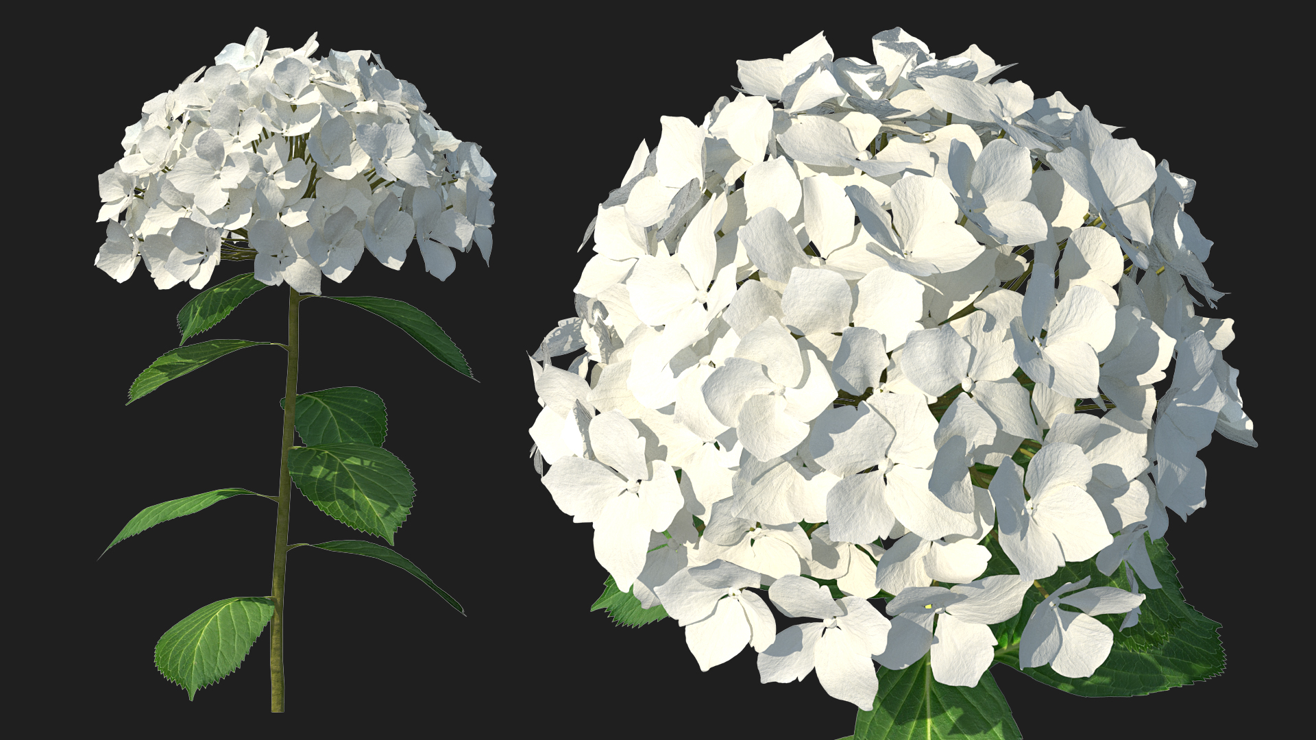 White Hydrangea Flower Branch 3D model