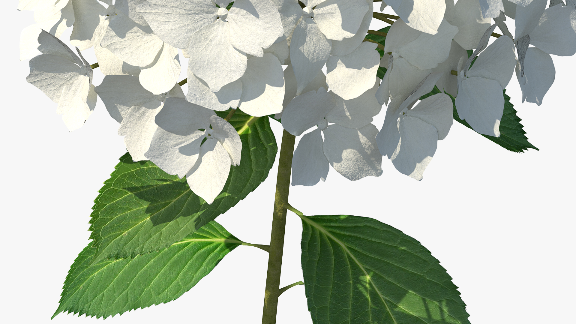 White Hydrangea Flower Branch 3D model