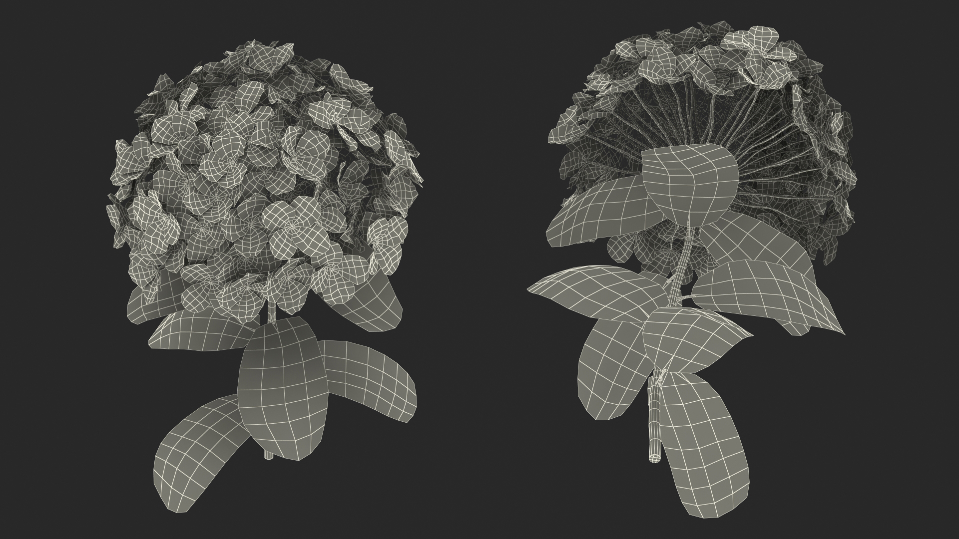 White Hydrangea Flower Branch 3D model